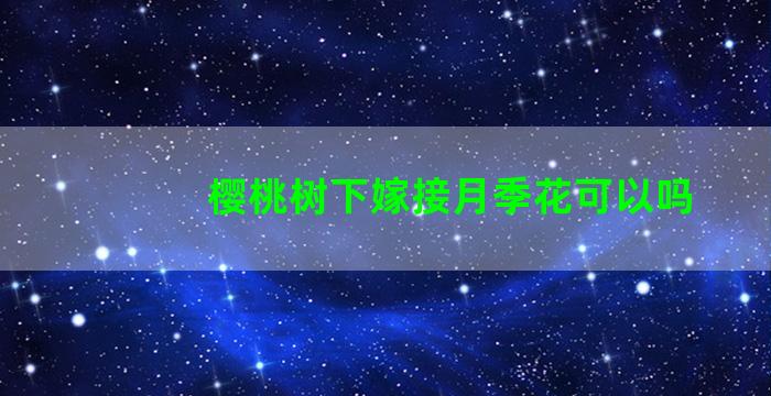 樱桃树下嫁接月季花可以吗