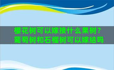 樱花树可以嫁接什么果树？葡萄树和石榴树可以嫁结吗