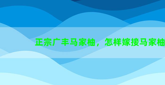 正宗广丰马家柚，怎样嫁接马家柚