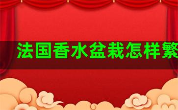 法国香水盆栽怎样繁植的