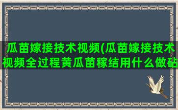 瓜苗嫁接技术视频(瓜苗嫁接技术视频全过程黄瓜苗稼结用什么做砧木好)