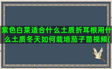 紫色白菜适合什么土质折耳根用什么土质冬天如何栽培茄子苗视频(紫色白菜适合什么季节种植)