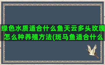 绿色水质适合什么鱼天云多头玫瑰怎么种养殖方法(斑马鱼适合什么水质)