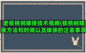 老核桃树嫁接技术视频(核桃树嫁接方法和时间以及嫁接的注意事项)