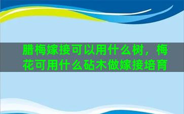 腊梅嫁接可以用什么树，梅花可用什么砧木做嫁接培育