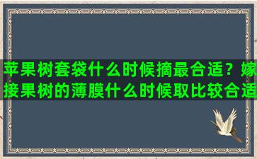 苹果树套袋什么时候摘最合适？嫁接果树的薄膜什么时候取比较合适