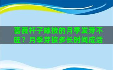 蔷薇杆子嫁接的月季发芽不旺？月季芽接多长时间成活