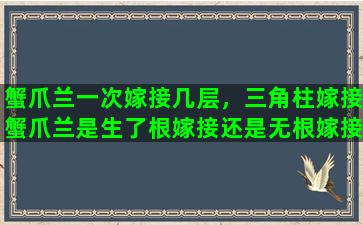 蟹爪兰一次嫁接几层，三角柱嫁接蟹爪兰是生了根嫁接还是无根嫁接