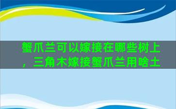 蟹爪兰可以嫁接在哪些树上，三角木嫁接蟹爪兰用啥土