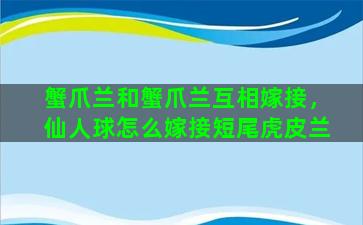 蟹爪兰和蟹爪兰互相嫁接，仙人球怎么嫁接短尾虎皮兰