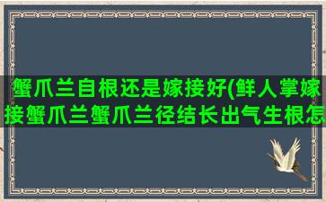 蟹爪兰自根还是嫁接好(鲜人掌嫁接蟹爪兰蟹爪兰径结长出气生根怎么办)