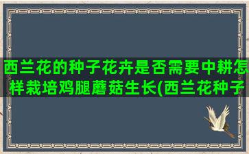 西兰花的种子花卉是否需要中耕怎样栽培鸡腿蘑菇生长(西兰花种子)