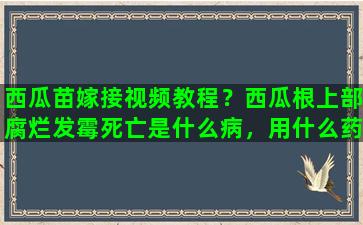 西瓜苗嫁接视频教程？西瓜根上部腐烂发霉死亡是什么病，用什么药可治