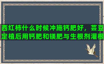 西红柿什么时候冲施钙肥好，芸豆定植后用钙肥和镁肥与生根剂灌根能行吗请问