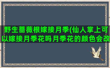 野生蔷薇根嫁接月季(仙人掌上可以嫁接月季花吗月季花的颜色会改变吗)