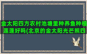 金太阳四方农村池塘里种养鱼种植莲蓬好吗(北京的金太阳光芒照四方)