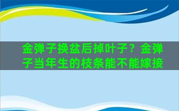 金弹子换盆后掉叶子？金弹子当年生的枝条能不能嫁接