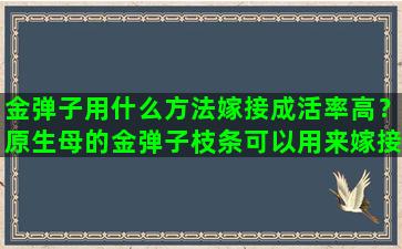 金弹子用什么方法嫁接成活率高？原生母的金弹子枝条可以用来嫁接吗