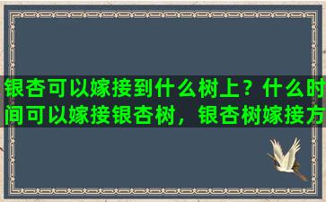 银杏可以嫁接到什么树上？什么时间可以嫁接银杏树，银杏树嫁接方法有哪几种