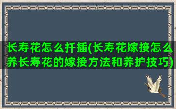 长寿花怎么扦插(长寿花嫁接怎么养长寿花的嫁接方法和养护技巧)