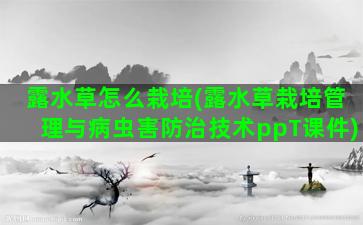 露水草怎么栽培(露水草栽培管理与病虫害防治技术ppT课件)