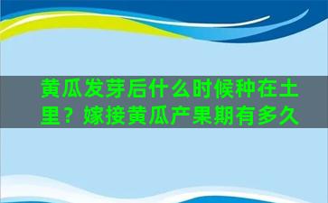 黄瓜发芽后什么时候种在土里？嫁接黄瓜产果期有多久