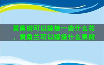 黄角树可以嫁接一些什么花，黄角兰可以嫁接什么果树